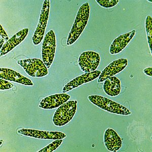Vi tảo Euglena