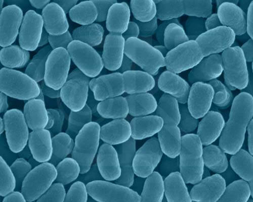 Bordetella pertussis