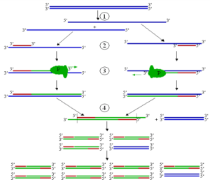 NGUYÊN TẮC HOẠT ĐỘNG CỦA PCR