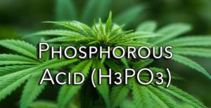 AXIT PHOSPHORƠ - H3PO3 LÀ GÌ? NƠI MUA HÓA CHẤT AXIT PHOSPHORƠ - H3PO3 TẠI TP HỒ CHÍ MINH.