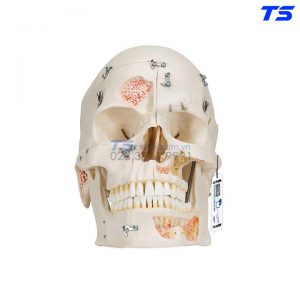 Mô Hình Xương Sọ Mặt, Các Lỗ Của Dây Thần Kinh - 1000059 - 3B
