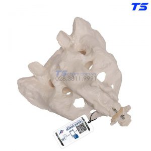 Mô Hình Xương Cùng - 1000139 - 3B