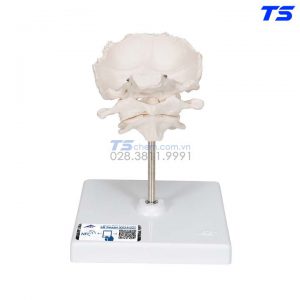 Mô Hình Đốt Sống Cổ 1 - 1000142 - 3B