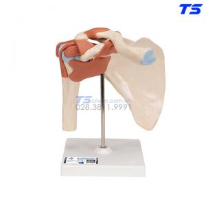 Mô Hình Giải Phẫu Khớp Vai - 1000160 - 3B
