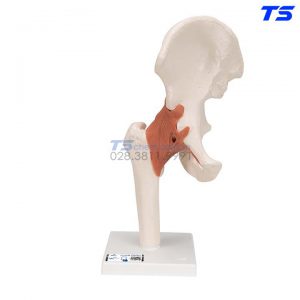 Mô Hình Giải Phẫu Khớp Háng - 1000161 - 3B