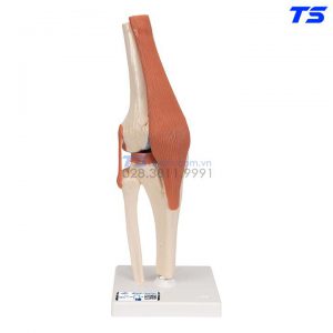 Mô Hình Khớp Gối - 1000164 - 3B