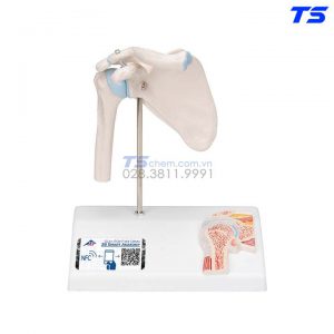 Mô Hình Xương Bả Vai -1000172 - 3B