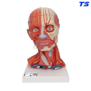 Mô Hình Hệ Cơ Xương Đầu Mặt Cổ - 1000214 - 3B
