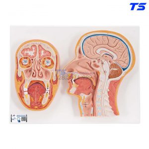 Mô Hình Mặt Cắt Ngang Dọc Đầu - 1000220 - 3B