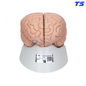 Mô Hình Não 8 Phần - 1000225 - 3B
