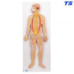 Mô Hình Hệ Thần Kinh - 1000231 - 3B