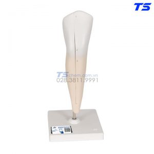 Mô Hình Răng Hàm Dưới 2 Phần - 1000241 - 3B