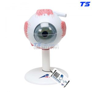 Mô Hình Mắt - 1000259 - 3B