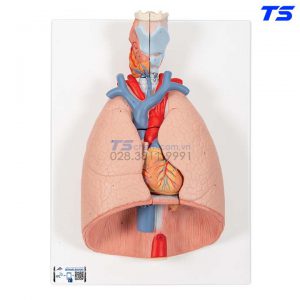 Mô Hình Hệ Hô Hấp - 1000270 - 3B