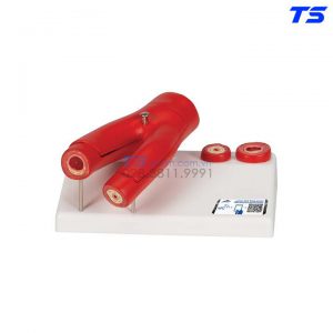 Mô Hình Động Mạch - 1000278 - 3B
