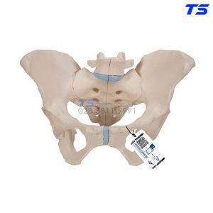 Mô Hình Khung Chậu Nữ - 1000285 - 3B