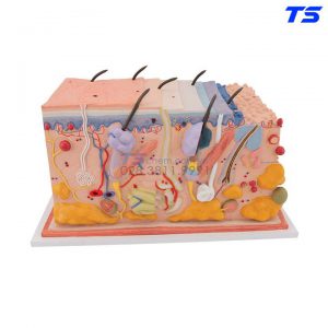 Mô Hình Giải Phẫu Da - 1000291 - 3B