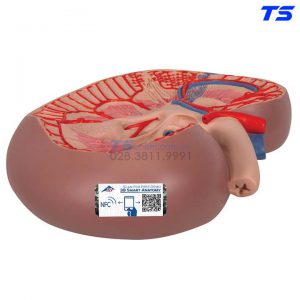 Mô HìNh Mặt Cắt Của ThậN - 1000295 - 3B