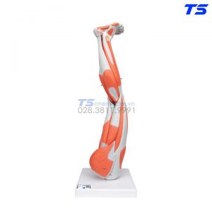 Mô Hình Cơ Chi Dưới - 1000351 - 3B