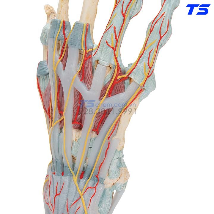 Mô hình xương cánh tay người  Mô hình giải phẫu xương