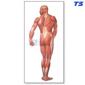 Tranh Giải Phẫu Hệ Cơ - 1001153 - 3B