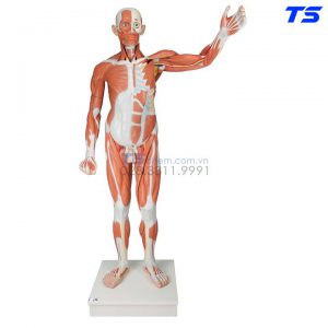 Mô Cơ Toàn Thân 37 Phần - 1001235 - 3B