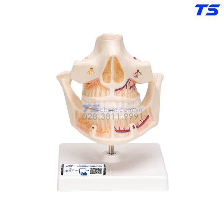 Mô hình bệnh lý hàm răng trong suốt