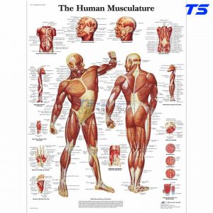 Tranh Giải Phẫu Hệ Cơ Toàn Thân Mặt Trước, Mặt Sau - 1001470 - 3B