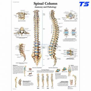 Tranh Giải Phẫu Cột Sống Phía Trước, Phía Sau - 1001480 - 3B