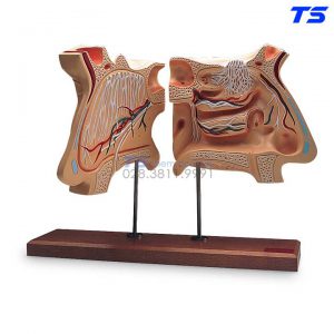 Mô Hình Khoang Mũi, Mạch Máu - 1005531 - 3B