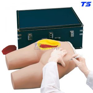 Mô Hình Tiêm Mông Một Bên Thể Hiện Dây Thần Kinh - 1005586 - 3B