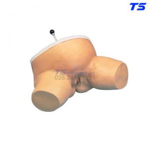 Mô Hình Khám Dị Vật Bụng Bầu - 1005589 - 3B