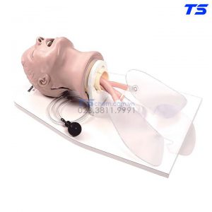Mô Hình Đặt Nội Khí Quản - 1005633 - 3B