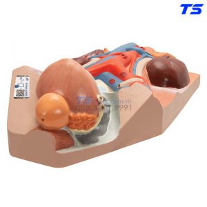 Mô Hình Hệ Tiết Niệu Nam - 1008551 - 3B