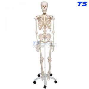 Mô Hình Bộ Xương Người Gắn Kết Có Bánh Xe - 1013853 - 3B