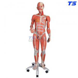 Mô Hình Cơ Toàn Thân 45 Phần - 1013881 - 3B
