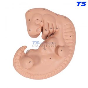 Mô Hình Phôi Thai - 1014207 - 3B