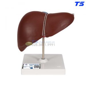 Mô Hình Gan - 1014209 - 3B