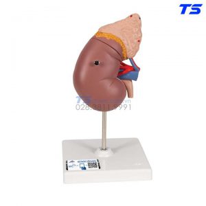 Mô Hình Thận Và Tuyến Thượng Thận - 1014211 - 3B
