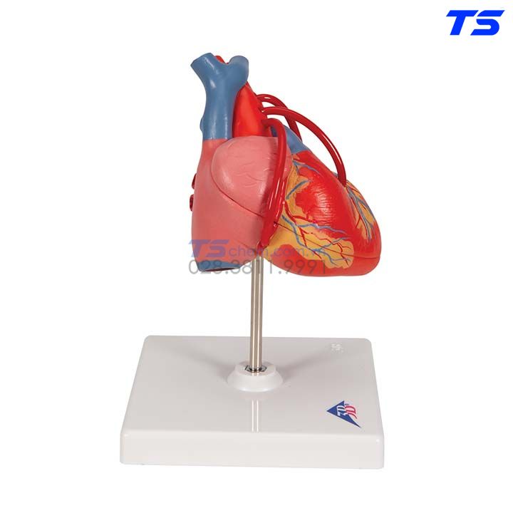 Mô hình cấu tạo tim người phóng đại 5 lần