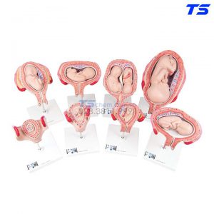 Mô Hình 8 Giai Đoạn Phát Tiển Của Thai Nhi - 1018627 - 3B