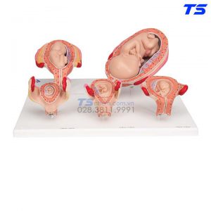 Mô Hình 5 Giai Đoạn Phát Tiển Của Thai Nhi - 1018633  - 3B