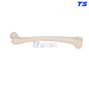 Mô Hình Xương Đùi - 1019360 - 3B