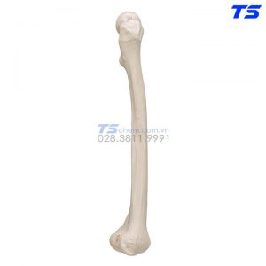 Mô Hình Xương Đùi - 1019360 - 3B