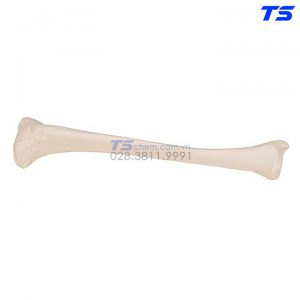 Mô Hình Xương Chày - 1019363 - 3B