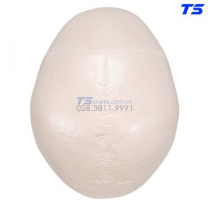 Mô Hình Hộp Xọ 3 Phần - 1020159 - 3B