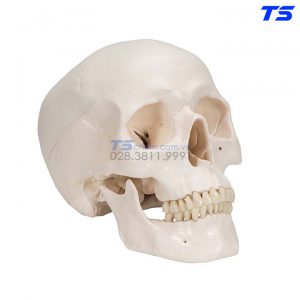 Mô Hình Hộp Xọ 3 Phần - 1020159 - 3B