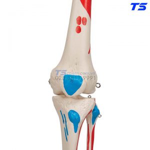 Mô Hình Bộ Xương Người Gắn Kết Một Bên Sơn Màu Thể Hiện Các Cơ Có Bánh Xe - 1020173 - 3B