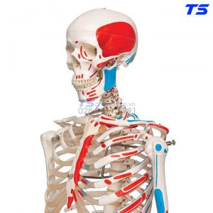 Mô Hình Bộ Xương Người Gắn Kết Một Bên Sơn Màu Thể Hiện Các Cơ Có Bánh Xe - 1020173 - 3B