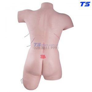 Mô Hình Thay Băng Cắt Chỉ Có Ống Dẫn Lưu - 1020592 - 3B